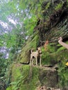 Dog standing on a mossy rock in tropical forest mountain. Hiking with dog in rainforest. Adventure with pet in jungle.