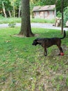 Dog standing next to a red ball in a yard with a shed Royalty Free Stock Photo