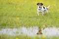 Cute dog standing over dripping wet meadow. Small jack russell terrier seven years Royalty Free Stock Photo