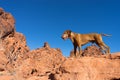 Dog standing on red clff outdoors Royalty Free Stock Photo