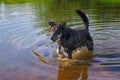 Dog standing in river water cooling down on hot summer day. Royalty Free Stock Photo