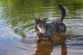 Dog standing in river water cooling down on hot summer day Royalty Free Stock Photo