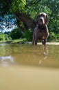 Dog standing in river water at hot summer day Royalty Free Stock Photo
