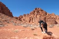 Portuguese Water Dog at Valley of Fire State Park in Nevada