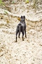 Dog standing on the sandy cliff