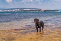 Black dog standing in sea bay water Royalty Free Stock Photo