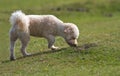 Dog standing smelling the grass Royalty Free Stock Photo