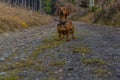 Dog standing on a stone path looking very attentive looking up in the forest