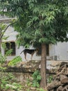Dog standing on the fence in the shade of a tropical tree