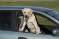 dog standing on two legs and looking away by car window searching or waiting for his owner Royalty Free Stock Photo