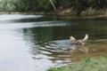 A dog is standing in a water of a lake. Siberian husky. Hot summer concept. Royalty Free Stock Photo