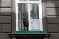 Dog standing on window sill and looks outside Royalty Free Stock Photo