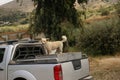 dog stands back pickup truck moving  road Royalty Free Stock Photo