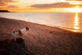 Dog stands in the backlight at sunset. Jack Russell Terrier on the beach, sea. Traveling with a pet. Royalty Free Stock Photo