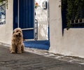 Dog stands in front of house