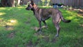 Dog stands guard over bone