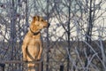 Dog stands on guard and protects the territory on a winter sunny frosty day.