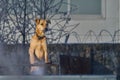 Dog stands on guard and protects the territory on a winter sunny frosty day.