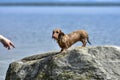 The dog stands on a large rock on the lake shore on a hot summer Sunny day. Dog breed wire-haired Dachshund Royalty Free Stock Photo