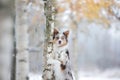 The dog stands and put its paws on a tree. border collie by birch in winter outdoors