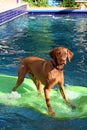Dog stands on raft in pool Royalty Free Stock Photo