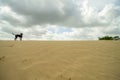 Dog stands on sand dune with dutch clouds