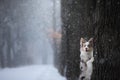 Dog stands by a tree in the park. pet for a walk in the park in winter. Royalty Free Stock Photo