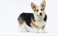 Dog stands Welsh Corgi breed in full growth