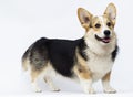 dog stands Welsh Corgi breed in full growth