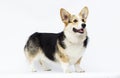 dog stands Welsh Corgi breed in full growth