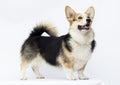 dog stands Welsh Corgi breed in full growth