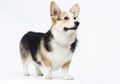 dog stands Welsh Corgi breed in full growth