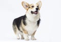 dog stands Welsh Corgi breed in full growth