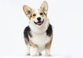 dog stands Welsh Corgi breed in full growth