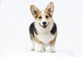 Dog stands Welsh Corgi breed in full growthd
