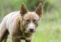 Dog stare, Pharaoh Hound Husky mix dog with one blue eye