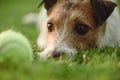 Dog stares at tennis ball lying on grass in sunset light Royalty Free Stock Photo