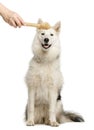 Dog staring at a dog bone holding by a human hand