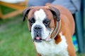 Dog is staying in gree grass in park The breed is German boxer Royalty Free Stock Photo