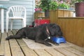 Dog leisurely eating Royalty Free Stock Photo