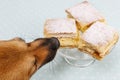 Dog stealing a cake Royalty Free Stock Photo