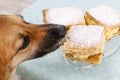 Dog stealing a cake Royalty Free Stock Photo