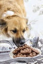 Dog stealing a cookie Royalty Free Stock Photo