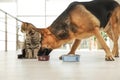 Dog stealing food from cat`s bowl on floor indoors Royalty Free Stock Photo