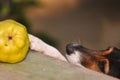 Dog stealing food Royalty Free Stock Photo