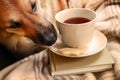 Dog steals a cookie Royalty Free Stock Photo