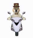 Dog steampunk rides moped