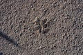 Dog steps in asphalt Royalty Free Stock Photo