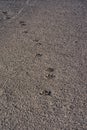 Dog steps in asphalt Royalty Free Stock Photo