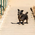 Dog on steps on the way up